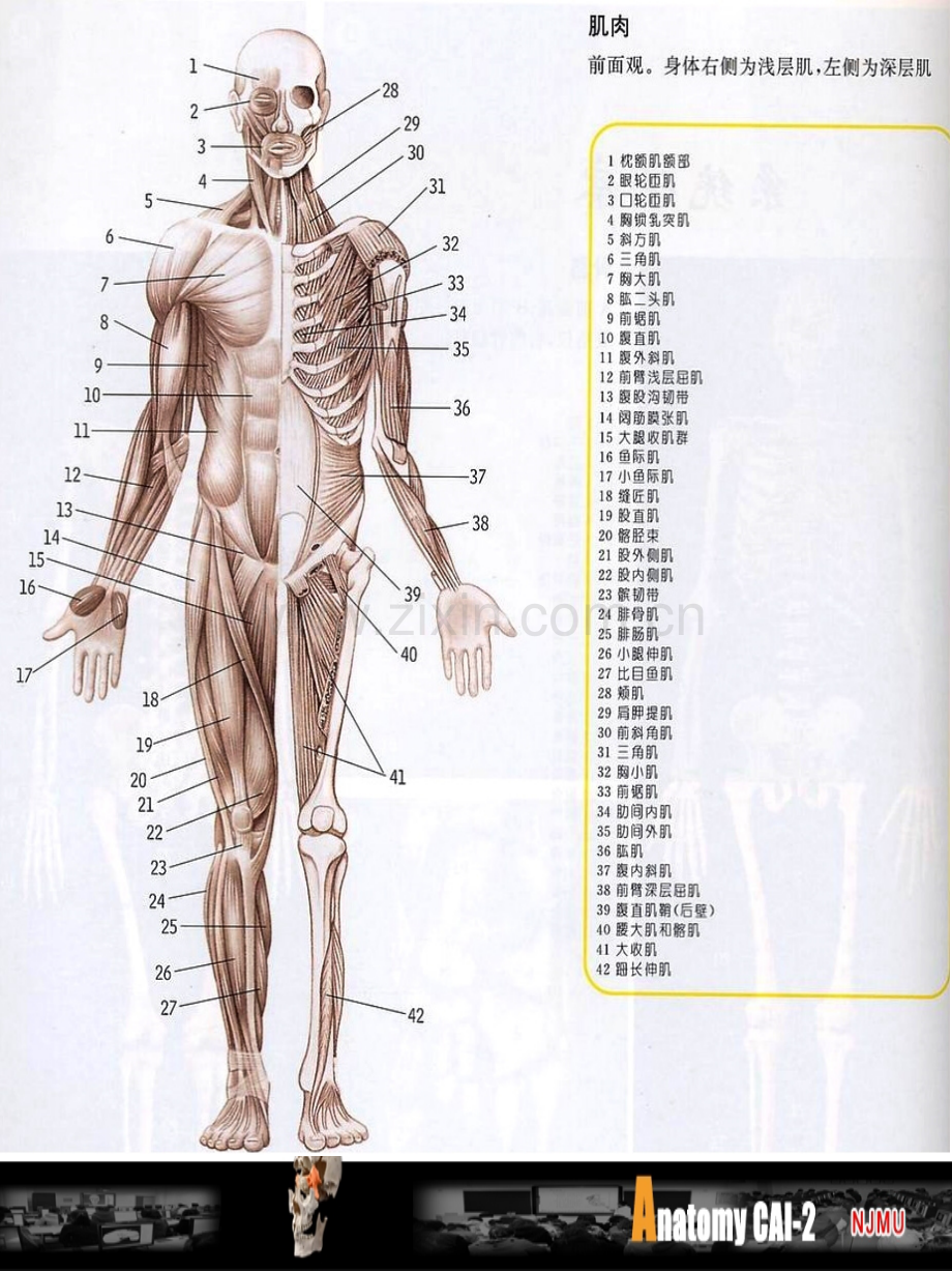 全身骨骼与肌肉.pptx_第3页