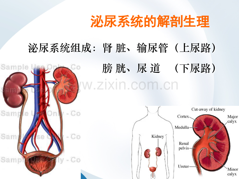 泌尿及男生殖系统疾病的主要症状和检查.ppt_第2页