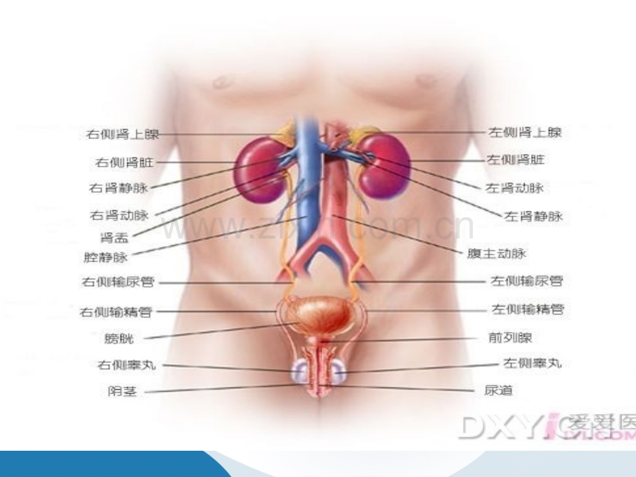 泌尿及男生殖系统疾病的主要症状和检查.ppt_第3页