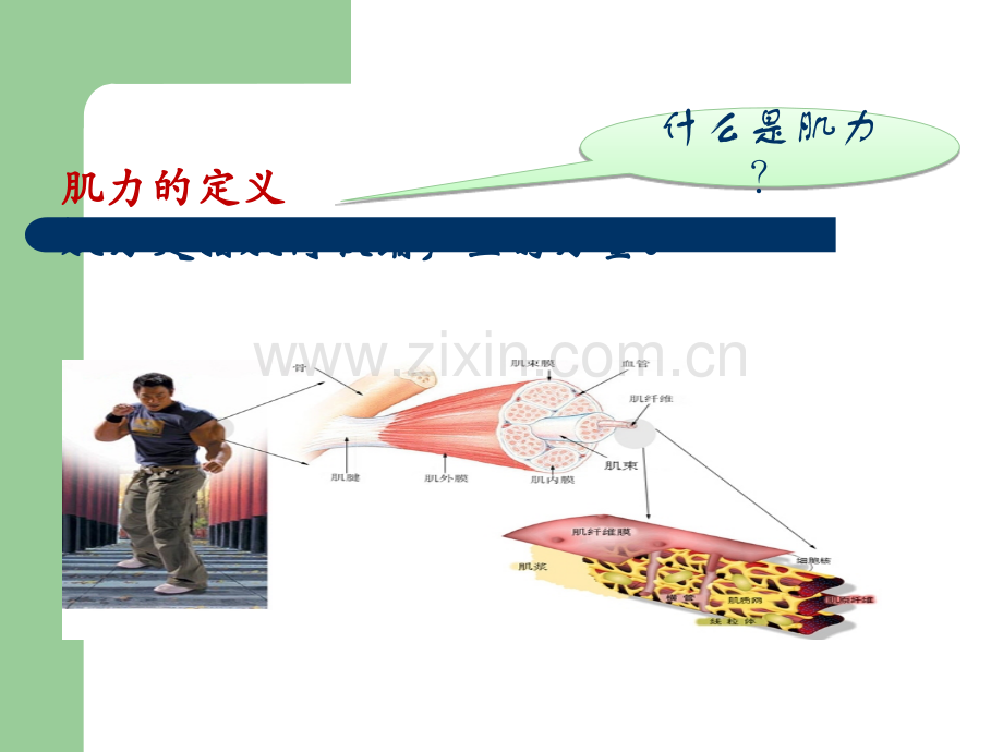 肌力评定ppt.ppt_第2页