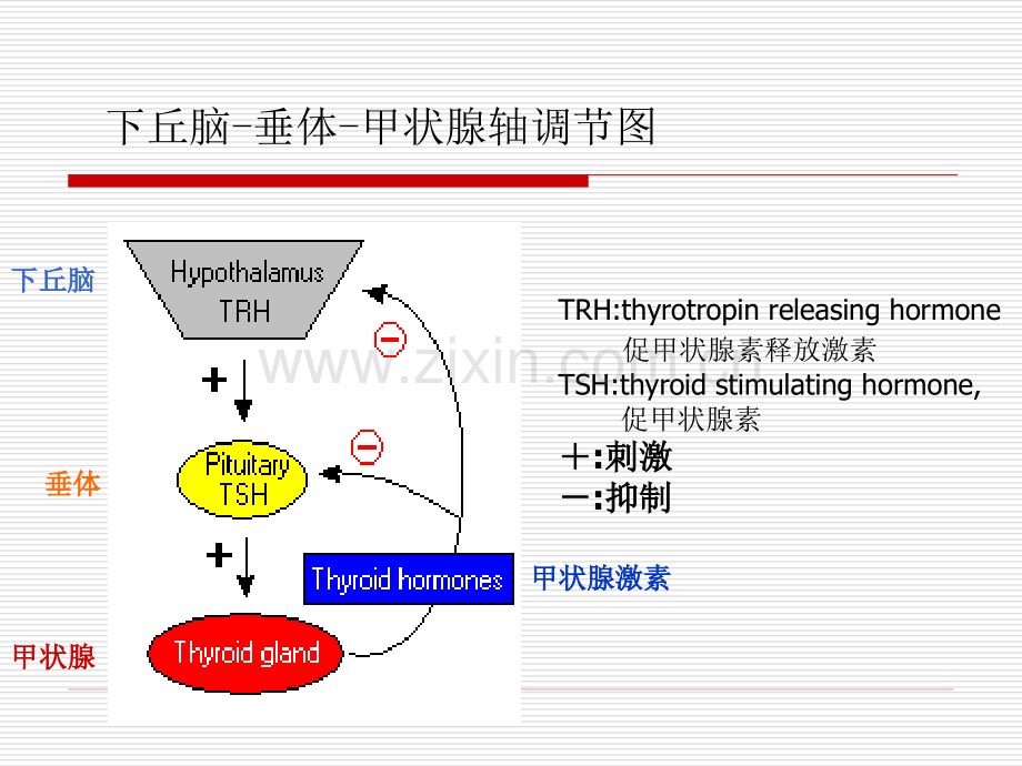 常见甲状腺疾病的心血管损害.pptx_第3页