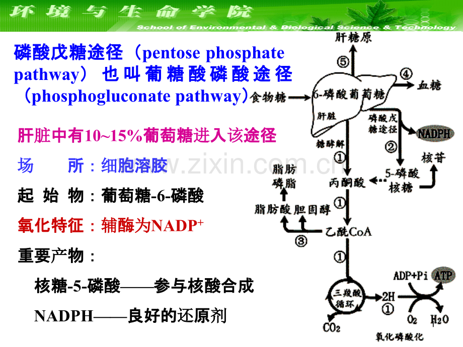 糖代谢的其它途径.ppt_第1页