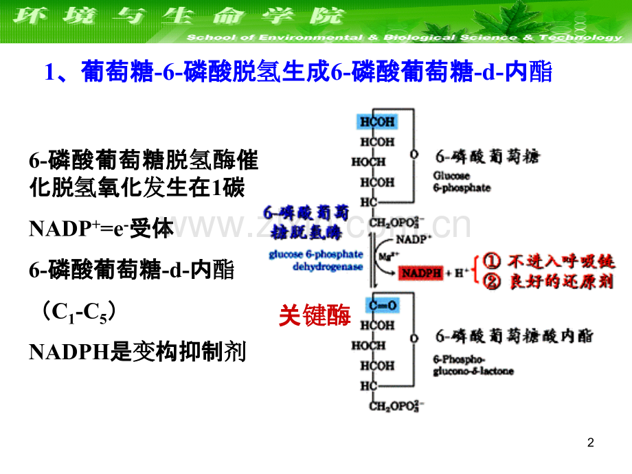 糖代谢的其它途径.ppt_第2页