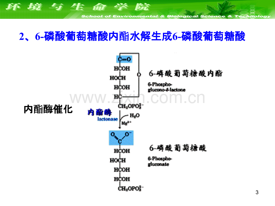 糖代谢的其它途径.ppt_第3页