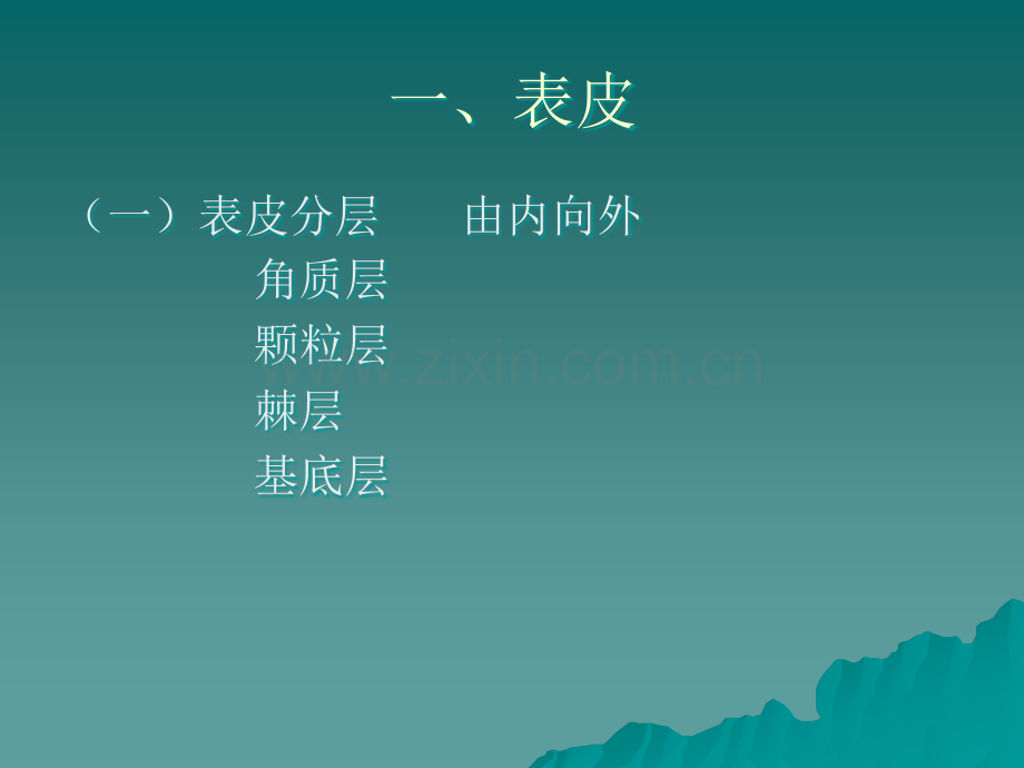 皮肤的解剖及生理.ppt_第3页