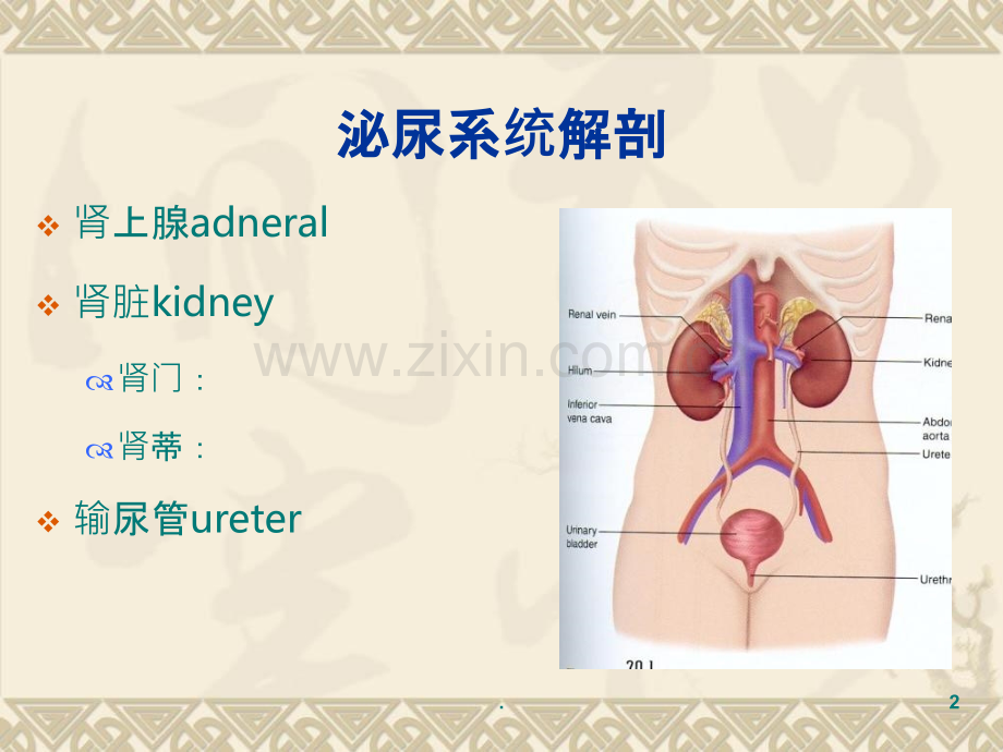 泌尿系统内镜.ppt_第2页