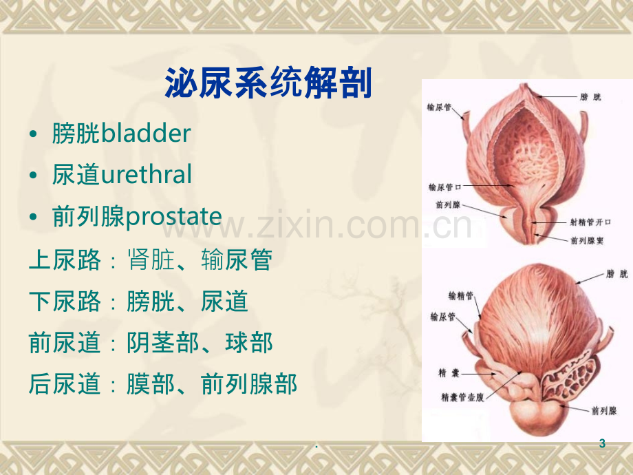 泌尿系统内镜.ppt_第3页