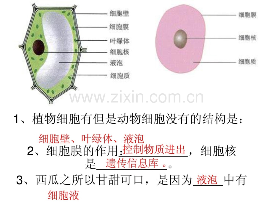 初中生物教材图片资料.pptx_第1页