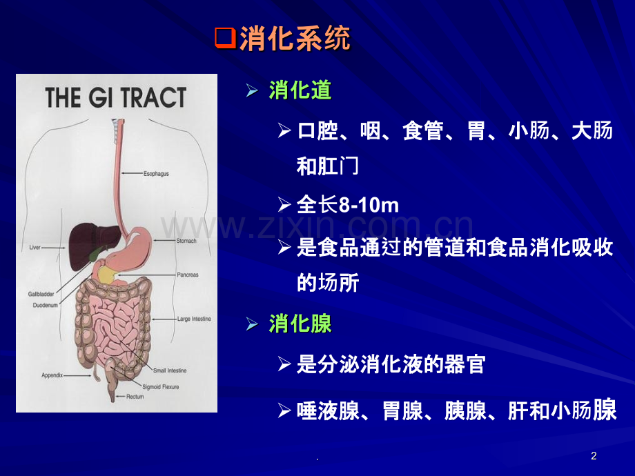 江南大学食品营养学(1).ppt_第2页