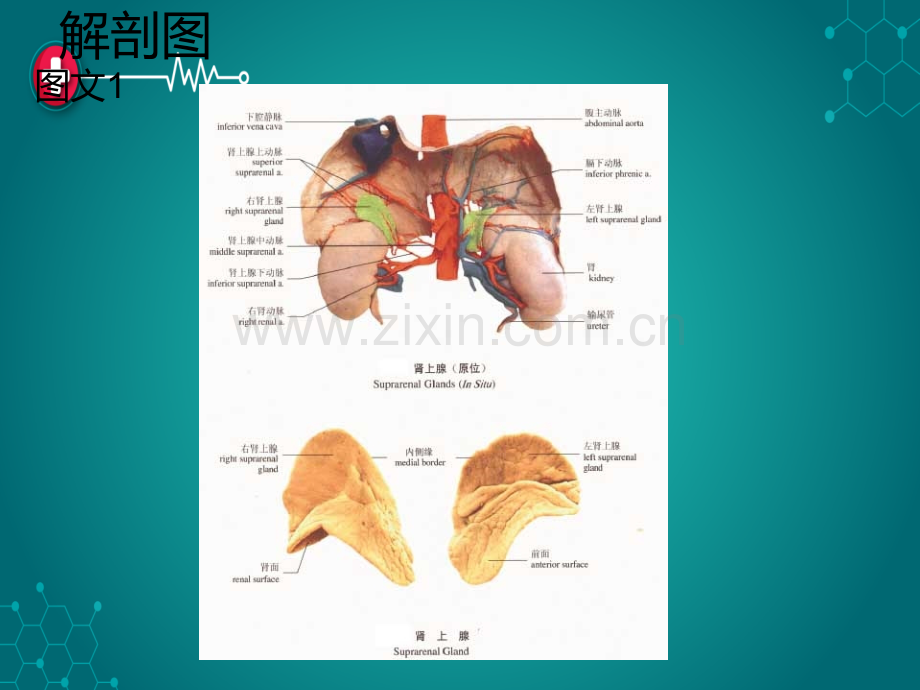 肾上腺的解剖.ppt_第2页