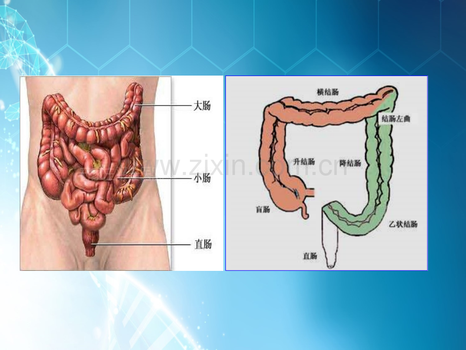 结直肠癌的免疫治.ppt_第2页