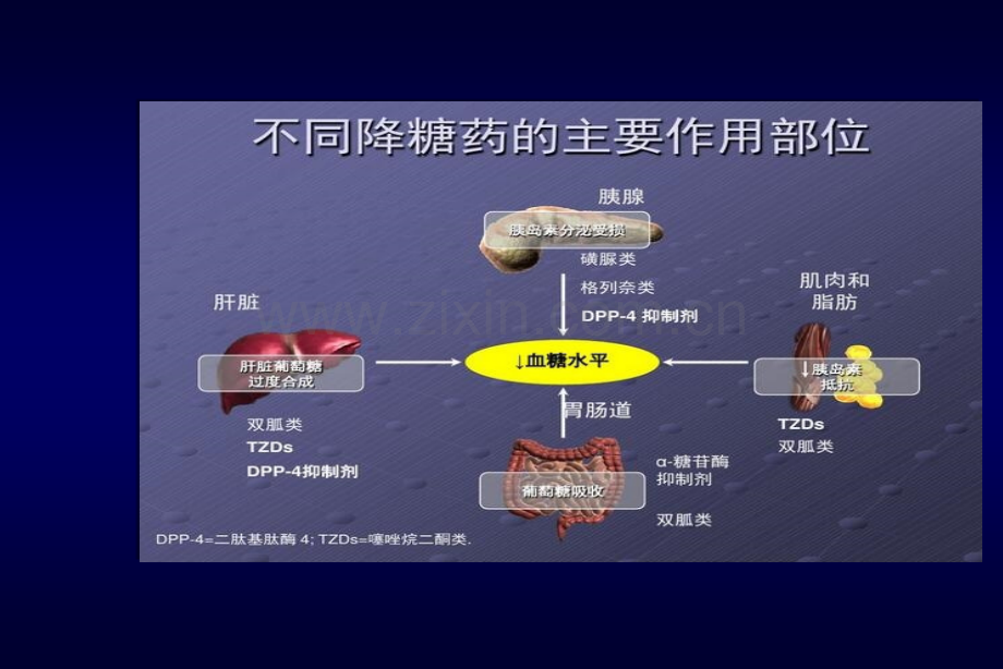 糖尿病口服降糖药PPT.ppt_第3页