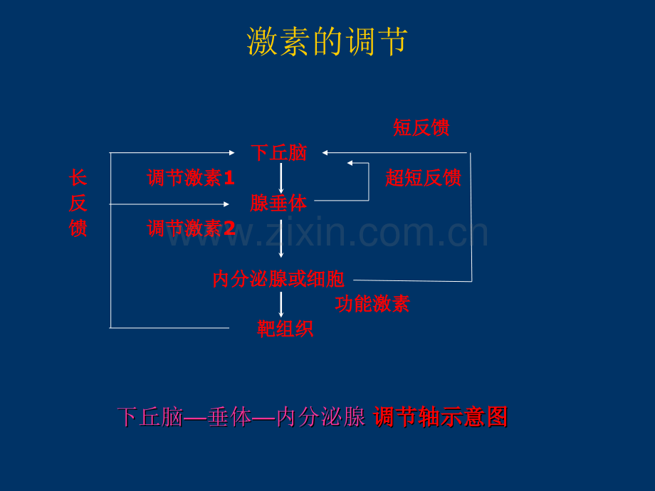 甲状腺相关激素检测的临床意义.ppt_第3页