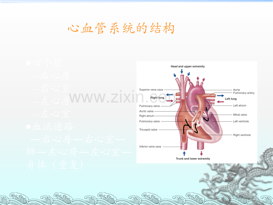 肌肉-呼吸系统-和-心血管系统的结构和功能.ppt_第2页