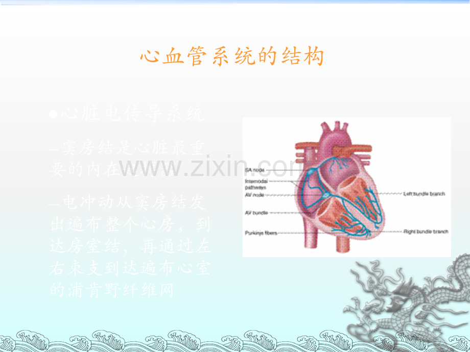 肌肉-呼吸系统-和-心血管系统的结构和功能.ppt_第3页