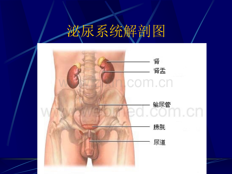 肾上腺疾病的治疗及护理.ppt_第2页