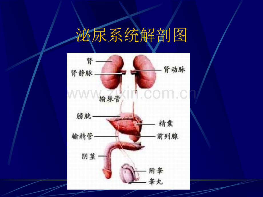 肾上腺疾病的治疗及护理.ppt_第3页