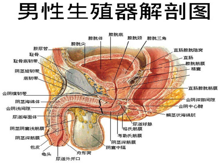 男性健康知识讲座.ppt_第2页