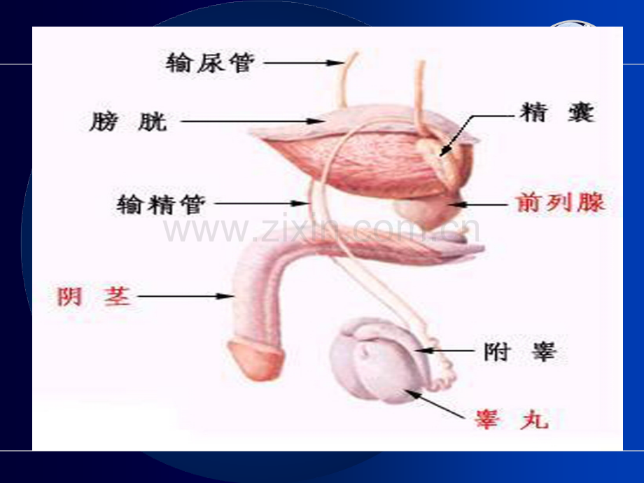 男性健康知识讲座.ppt_第3页