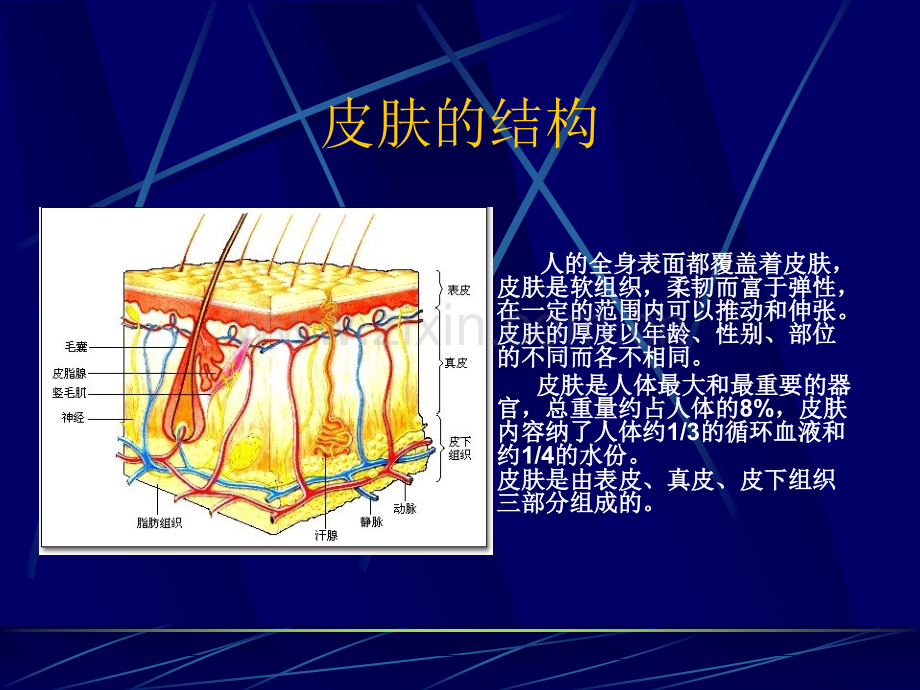 皮肤结构基础知识.ppt_第2页