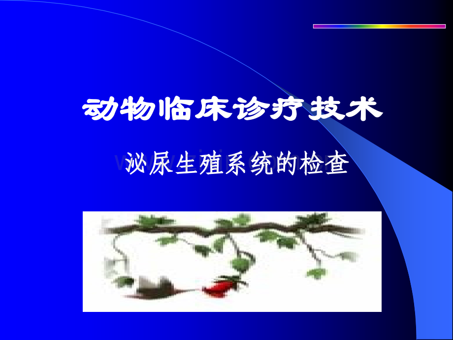 泌尿生殖系统的检查.ppt_第1页