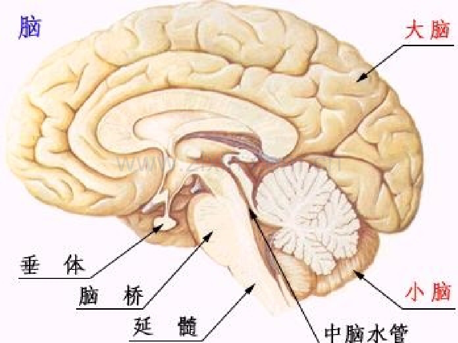 脑肿瘤的健康教育.ppt_第3页