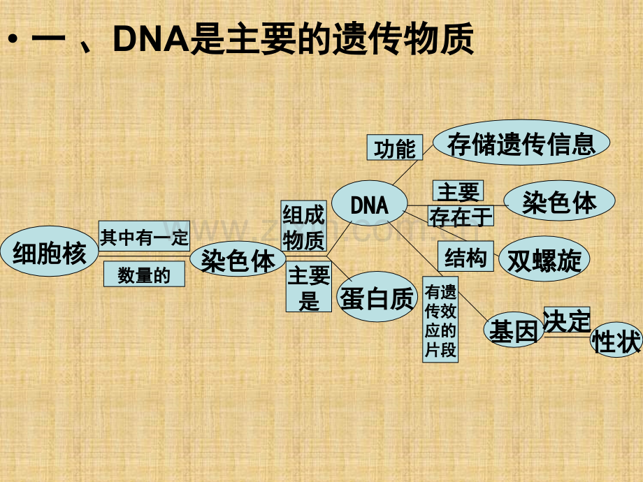 生物《生物的遗传和变异》复习课件苏教版八级上.ppt_第2页