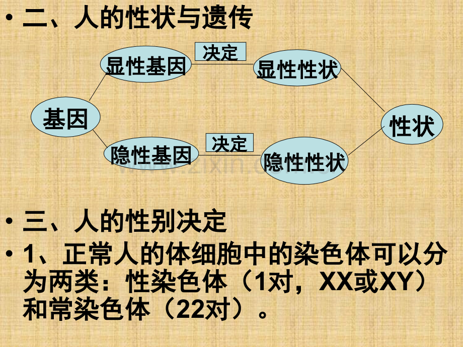 生物《生物的遗传和变异》复习课件苏教版八级上.ppt_第3页