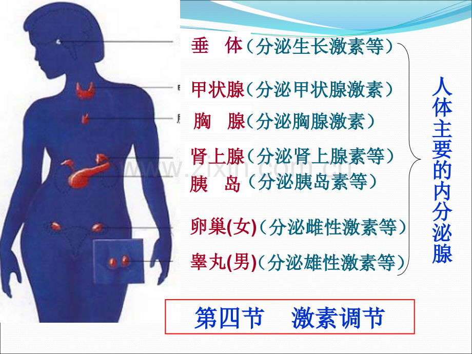 激素调节.ppt_第1页