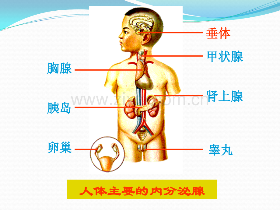 激素调节.ppt_第2页