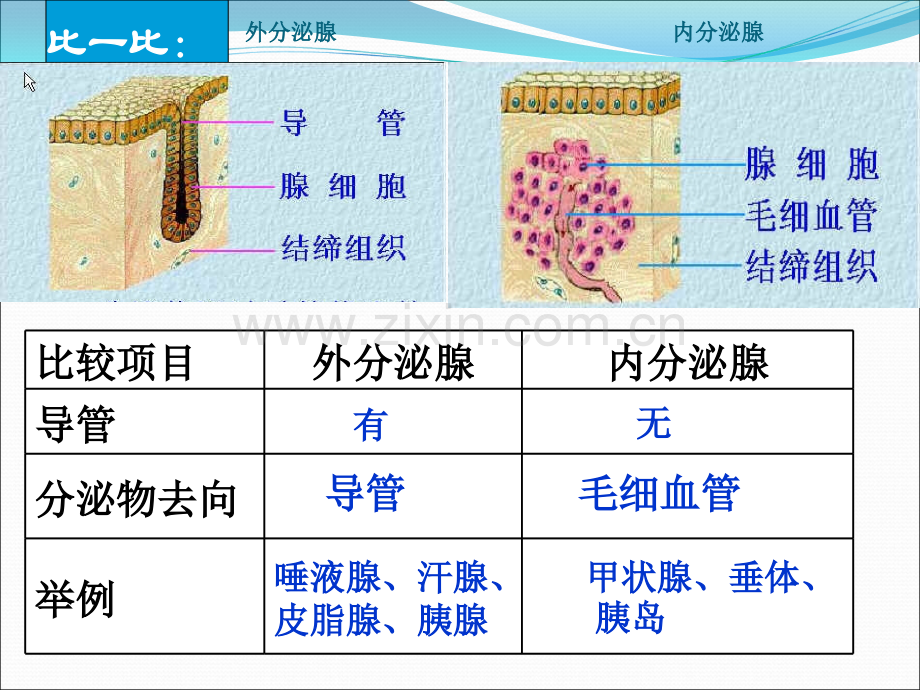 激素调节.ppt_第3页