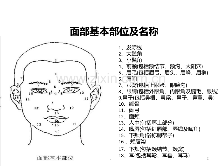 美容面部设计标准.ppt_第2页