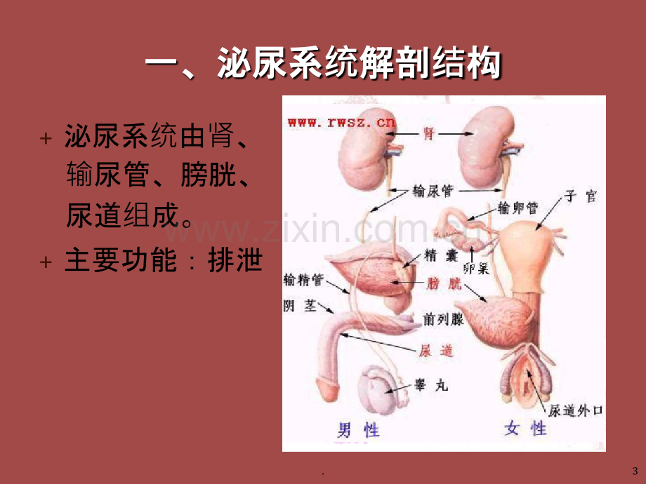 泌尿系结石的护理.ppt_第3页