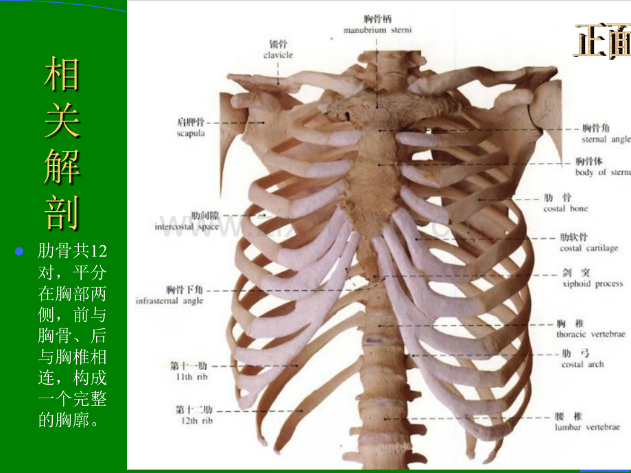 肋骨骨折的护理.ppt_第3页