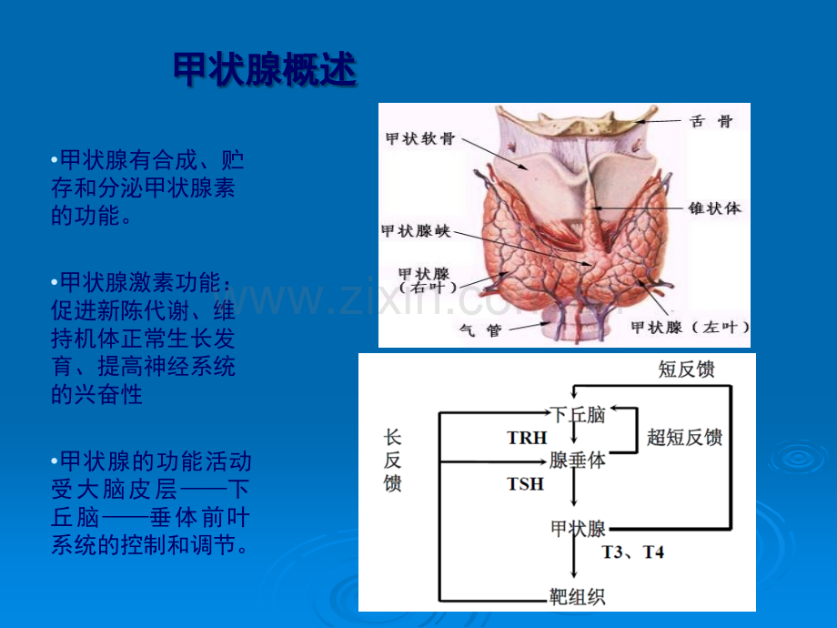 甲状腺十项及临床意义.ppt_第2页