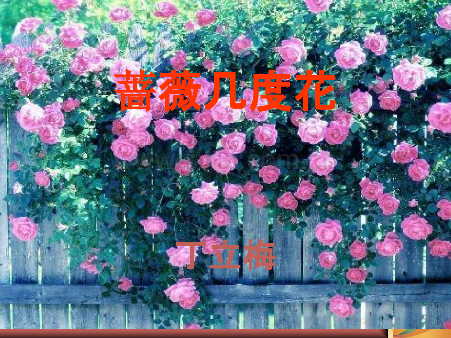 蔷薇几度花.ppt_第1页