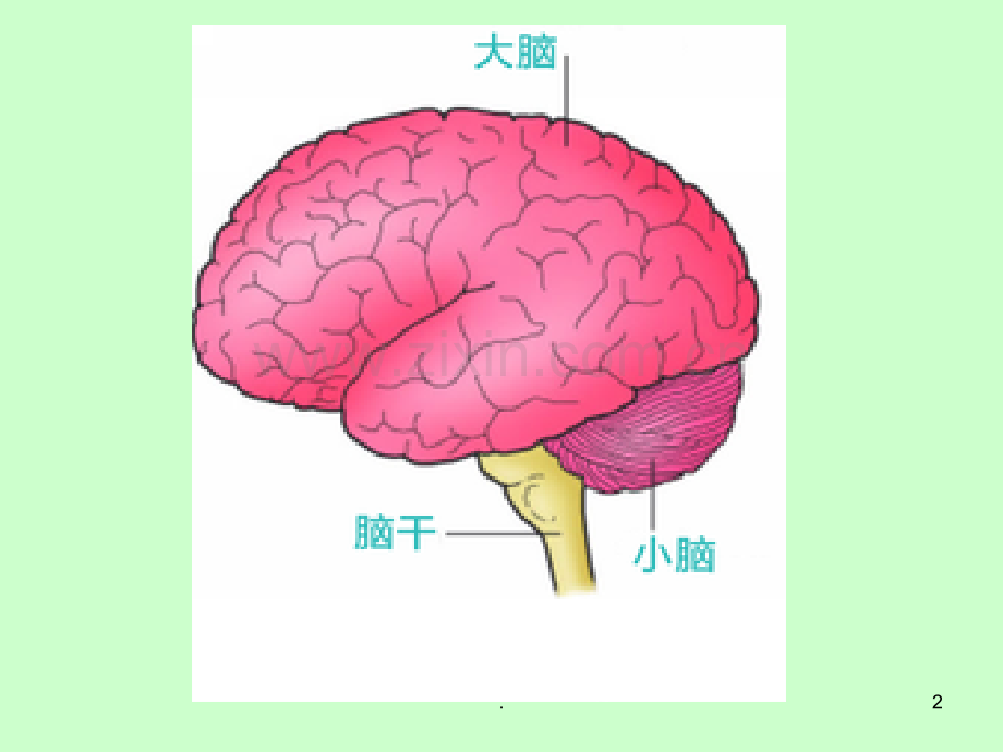 苏教版五年级科学《大脑》课件PPT.ppt_第2页