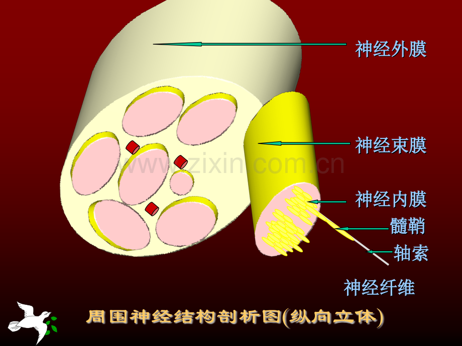 神经传导功能检测在临床的应用.ppt_第3页