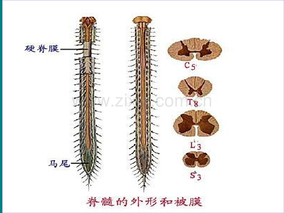 脊髓病变4.ppt_第3页