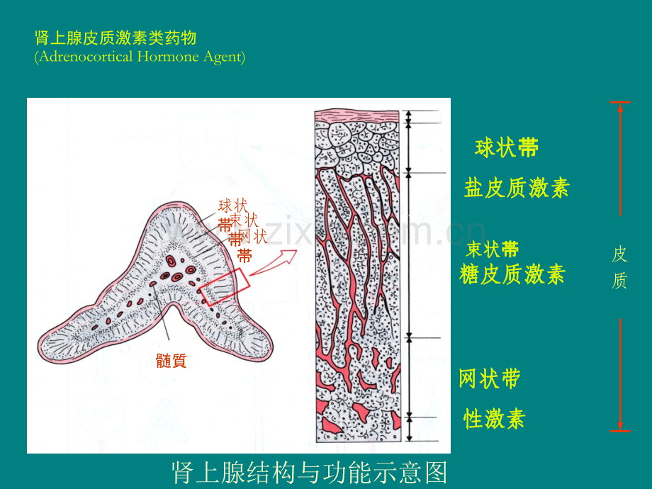 肾上腺解剖及疾病.ppt_第3页