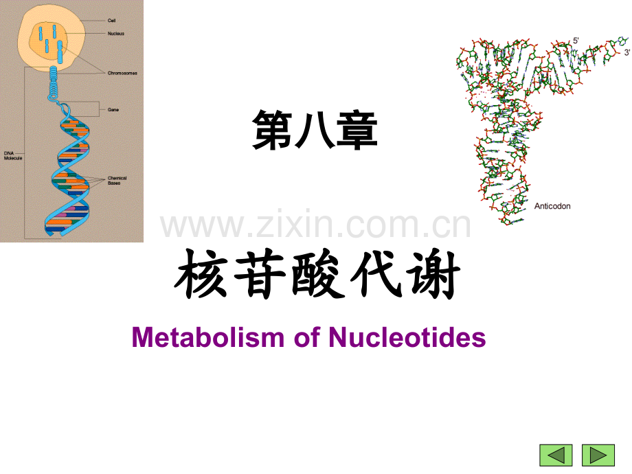 核苷酸代谢.ppt_第1页