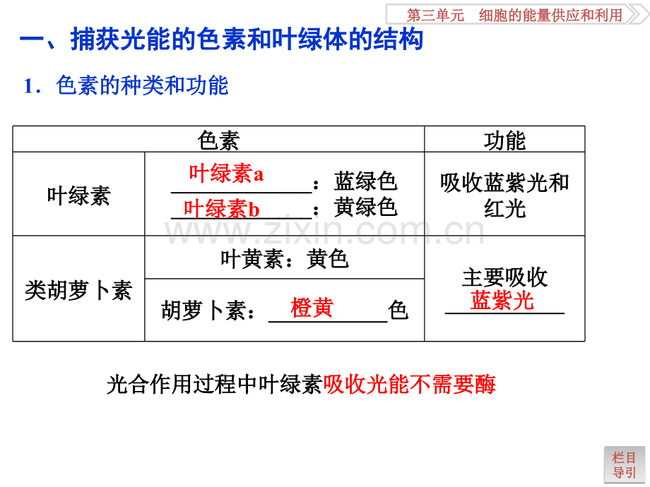 光合作用1.pptx_第3页