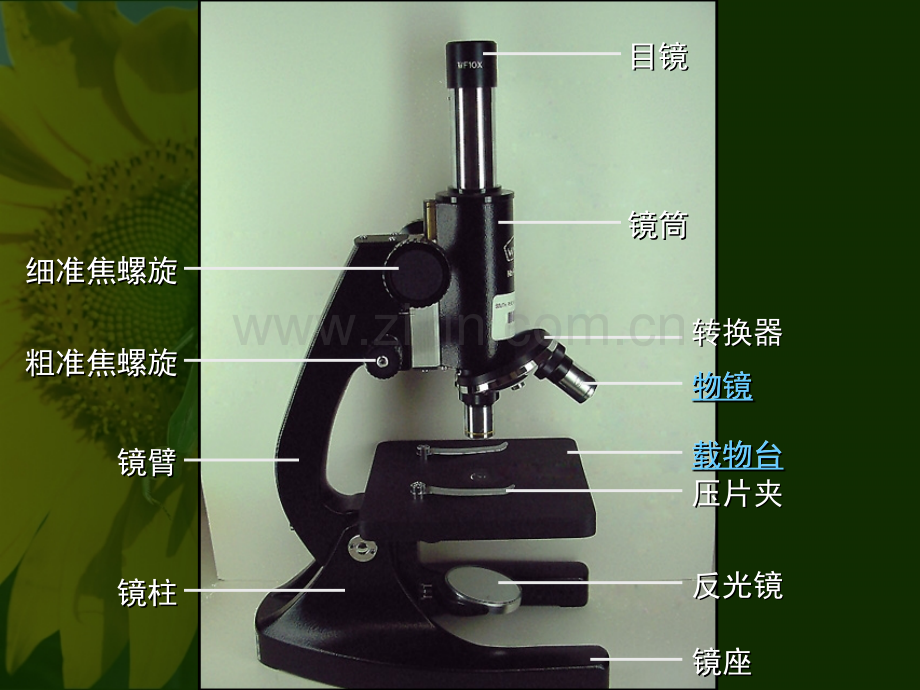 显微镜的结构.pptx_第2页