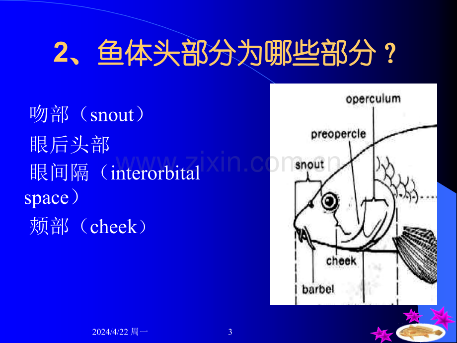 金鱼的外部形态.pptx_第3页