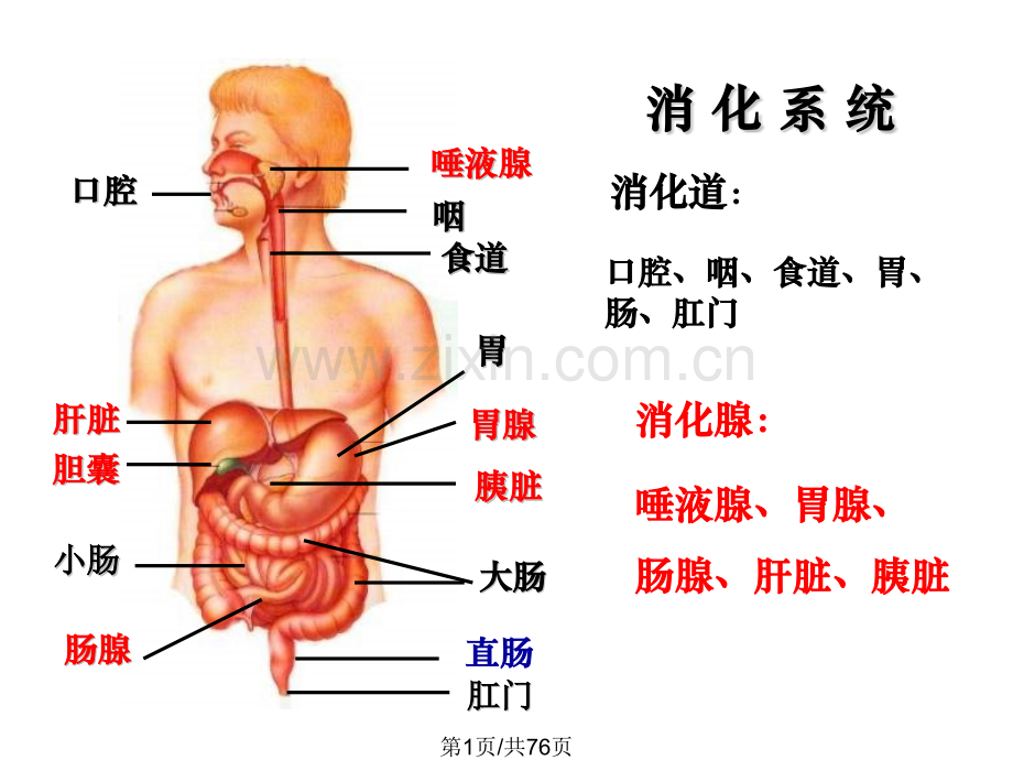 通过激素调件.pptx_第1页