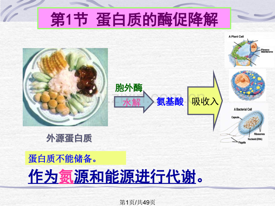 蛋白质酶促降解和氨基酸代谢.pptx_第1页