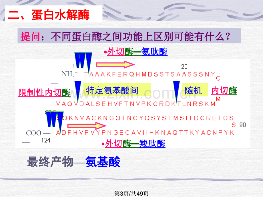 蛋白质酶促降解和氨基酸代谢.pptx_第3页