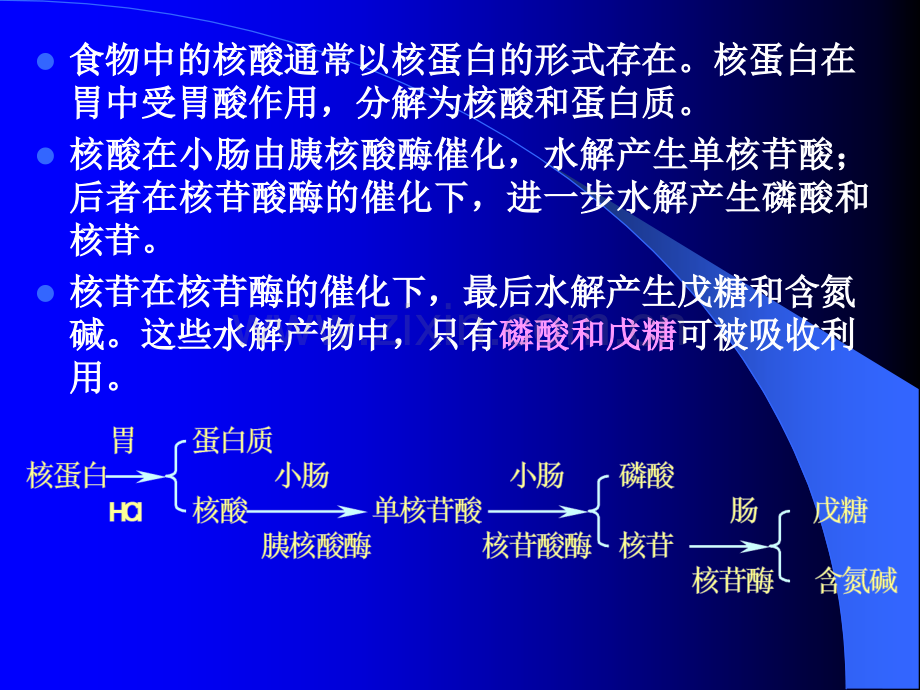 核苷酸代谢Metabolismofnucleotide.pptx_第3页