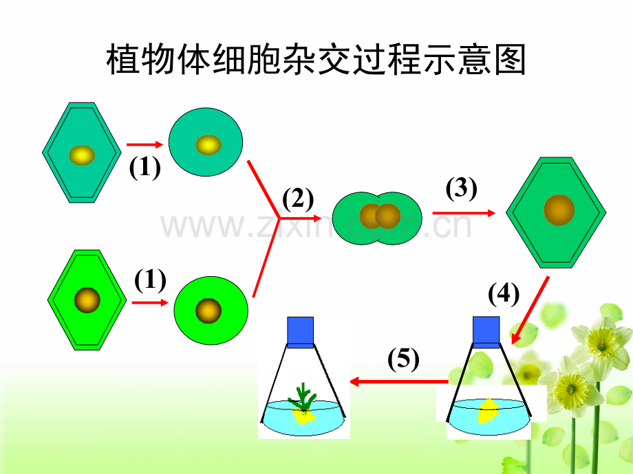 222公开课动物细胞融合与单克隆抗体.pptx_第2页