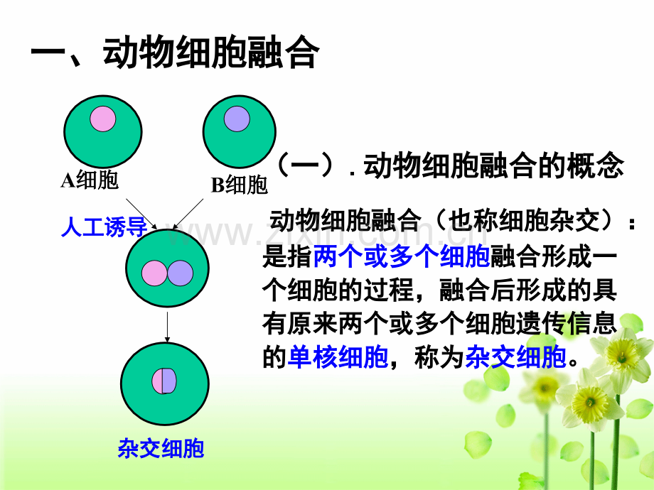 222公开课动物细胞融合与单克隆抗体.pptx_第3页